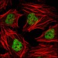 ERBB3 Antibody